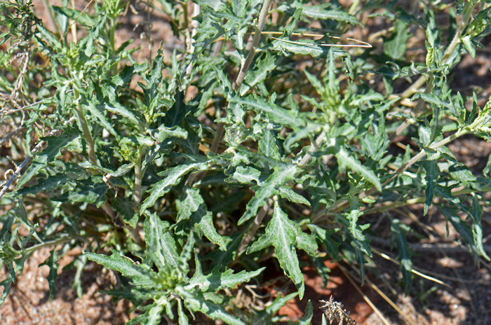 Hollyleaf Bursage is a native species in the Sunflower or Daisy family that grows in elevations from1,500 to 5,000 feet. Habitat preferences are desert scrub, sandy soils, gravelly washes and benches along dry desert washes. Ambrosia eriocentra 